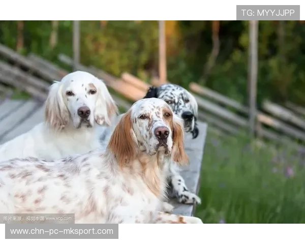 世界冠军跑步带狗拉爆全场：运动与萌宠的完美交汇